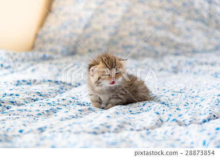 Cute lonely kitten 28873854