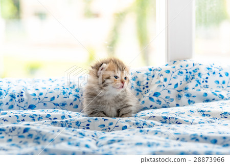 Kitten in cat cafe Kitten in cat cafe 28873966