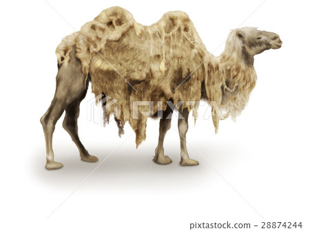 Camel clipart 28874244