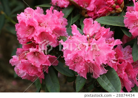 Rhododendron Nobleanum Rhododendron Nobleanum 28874434