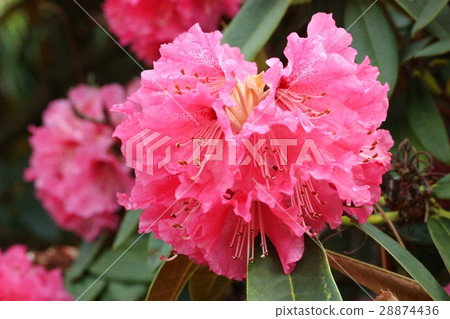 Rhododendron Nobleanum Rhododendron Nobleanum 28874436