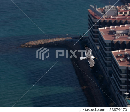 seagull flying seagull flying 28874470