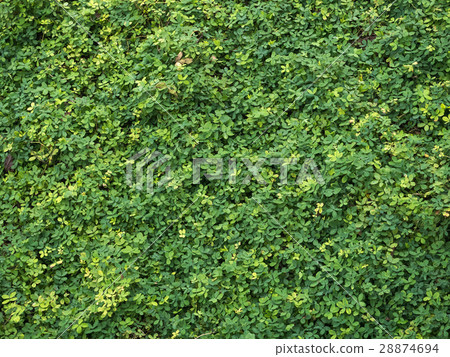 background of green plant background of green plant 28874694