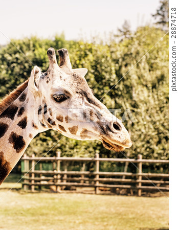 Rothschild's giraffe in captivity, photo filter Rothschild's giraffe in captivity, photo filter 28874718
