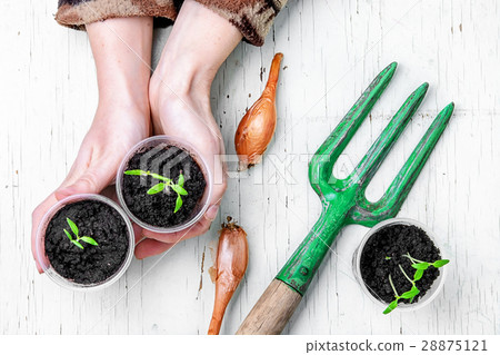 Hands with spring plants Hands with spring plants 28875121
