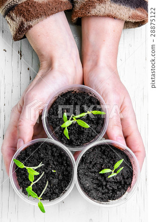 Hands with spring plants Hands with spring plants 28875122