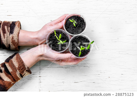 Hands with spring plants 28875123