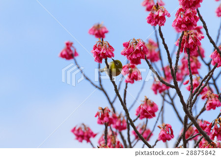 Kanhisakura and brown eyedryhead 28875842