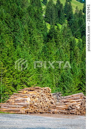 Deforested cut tree wood in forest 28876941
