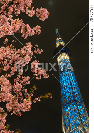 東京天空樹河津櫻 28877535