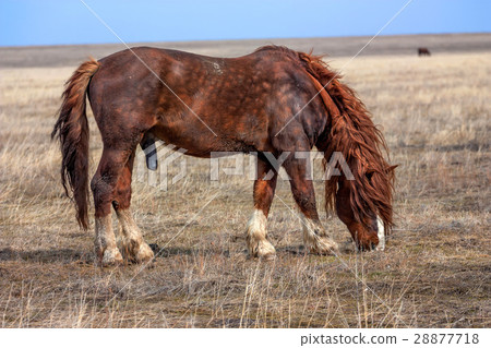 Stallion in prairie 28877718