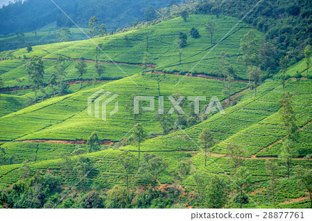 Tea plantation landscape in Sri Lanka Tea plantation landscape in Sri Lanka 28877761