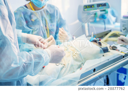 Veterinary doctors conducting surgery Veterinary doctors conducting surgery 28877762