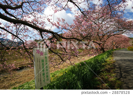 Minami Izu's cherry blossom criteria tree 28878528