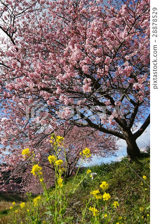 Cherry blossoms of Minami Izu Minami 28878529
