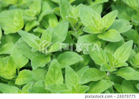 牛至葉（唇形科） 28878775