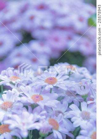 Wakayama prefecture botanical park greening center 28878943