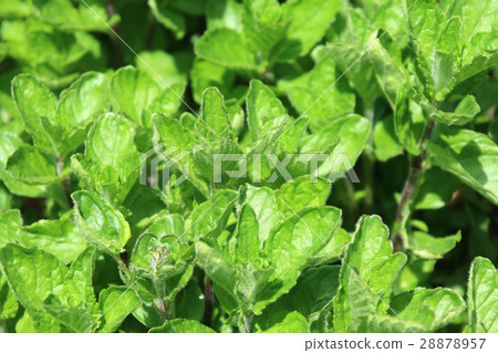 North mint leaves (Labiatae) North mint leaves (Labiatae) 28878957