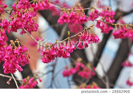 KANHIZAKURA KANHIZAKURA 28882908