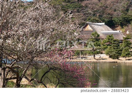 梅花和池塘，橫濱三溪花園 28883423