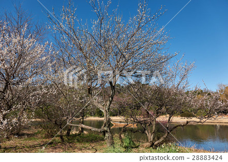 沿池塘，橫濱Sankei庭院開花的李子 28883424