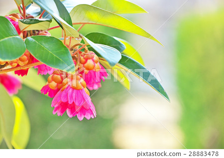 Rhododendron flower 28883478