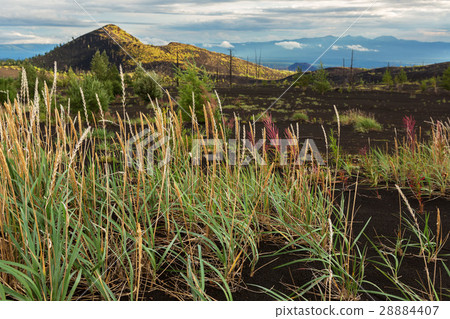 Young grass in Dead wood - consequence of a 28884407