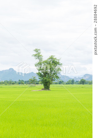 Tree in rice fields 28884692