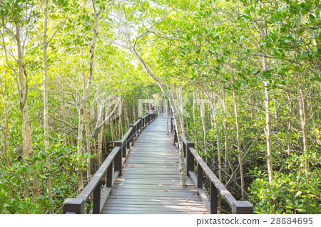 Wood bridge in mangrove forest 28884695