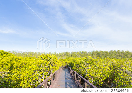 Bridge walkway in mangrove forests. Bridge walkway in mangrove forests. 28884696