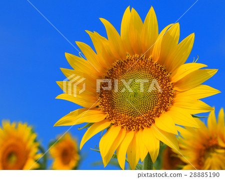向日葵 28885190