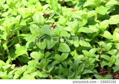 Penny Royal Mint (Labiatae) Penny Royal Mint (Labiatae) 28885288