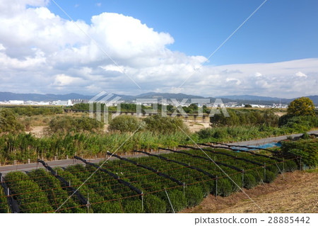 京都Kizu河上的歷史建築,流橋“Kamitsuya Bridge(Kozu Obaji)”/日本三人橋 京都Kizu河上的歷史建築,流橋“Kamitsuya Bridge(Kozu Obaji)”/日本三人橋 28885442