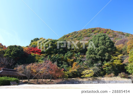 西宮的“小山的秋葉”/兵庫縣Kos山森林公園 西宮的“小山的秋葉”/兵庫縣Kos山森林公園 28885454