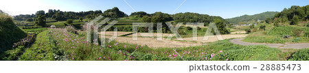 Nara·Asuka村，“Inada rice terrace（Inarubi no Tanada）”的早秋（日本100個水稻梯田） 28885473