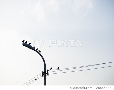 Bird on the wire 28885488