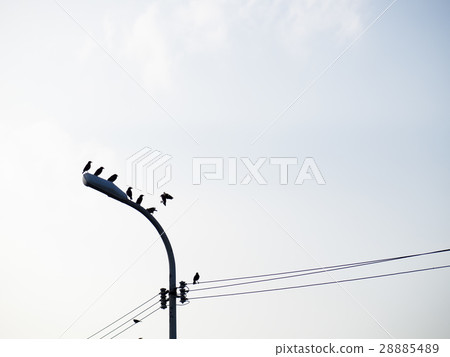 Bird on the wire Bird on the wire 28885489