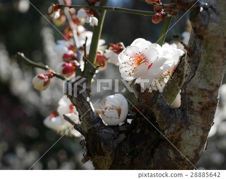 Plum blossoms and plum trees (micro) 28885642