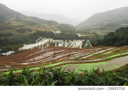石門梯田 28885708