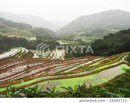 石門梯田 28885712
