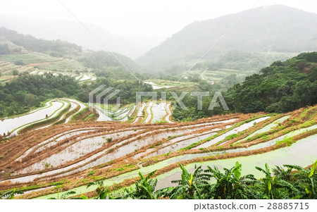 石門梯田 28885715