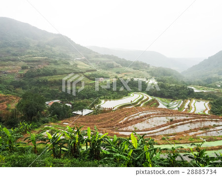 石門梯田 28885734