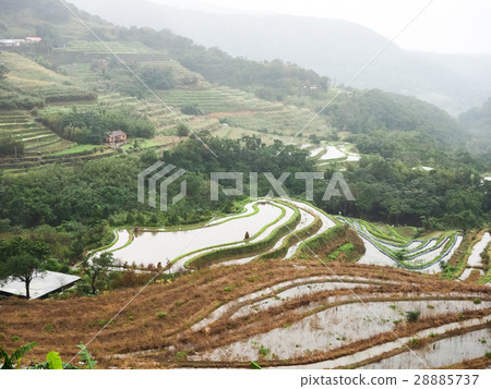 石門梯田 28885737