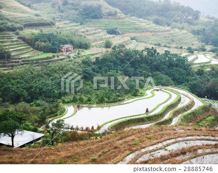 石門梯田 28885746
