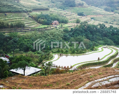 石門梯田 28885748