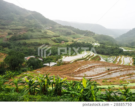 石門梯田 28885750