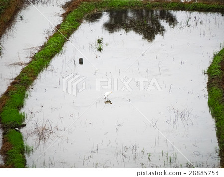 石門梯田 28885753