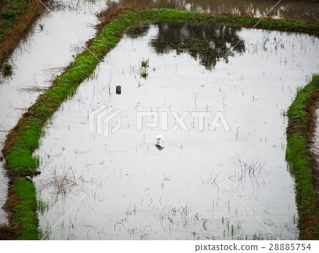 石門梯田 28885754