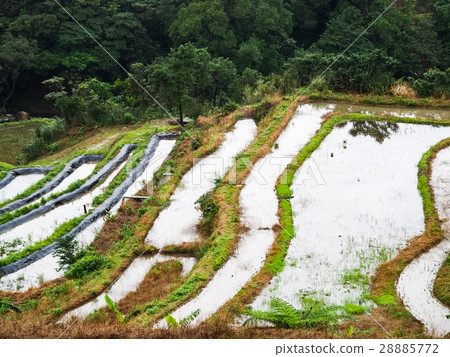 石門梯田 28885772
