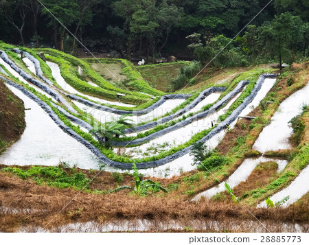 石門梯田 28885773